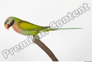 Parrot Psittacula alexandri 0001